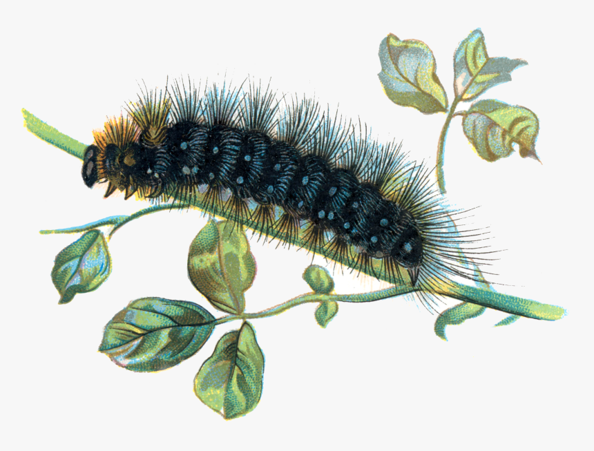 Download Caterpillar Png - Caterpillar Png, Transparent Png