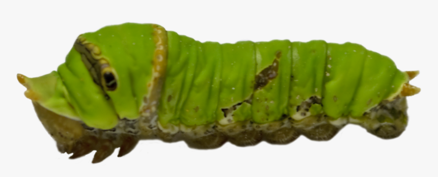 Caterpillar Png Transparent Images - Green Caterpillar Png, Png Download