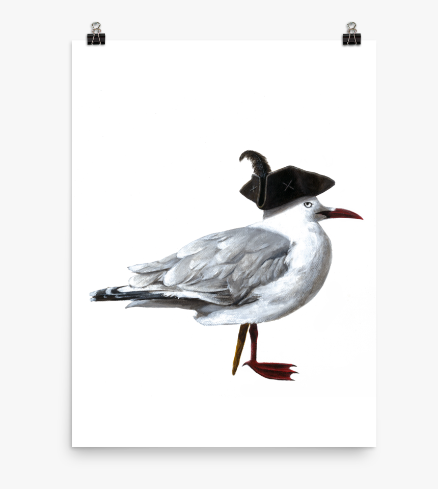 Laughing Gull, HD Png Download