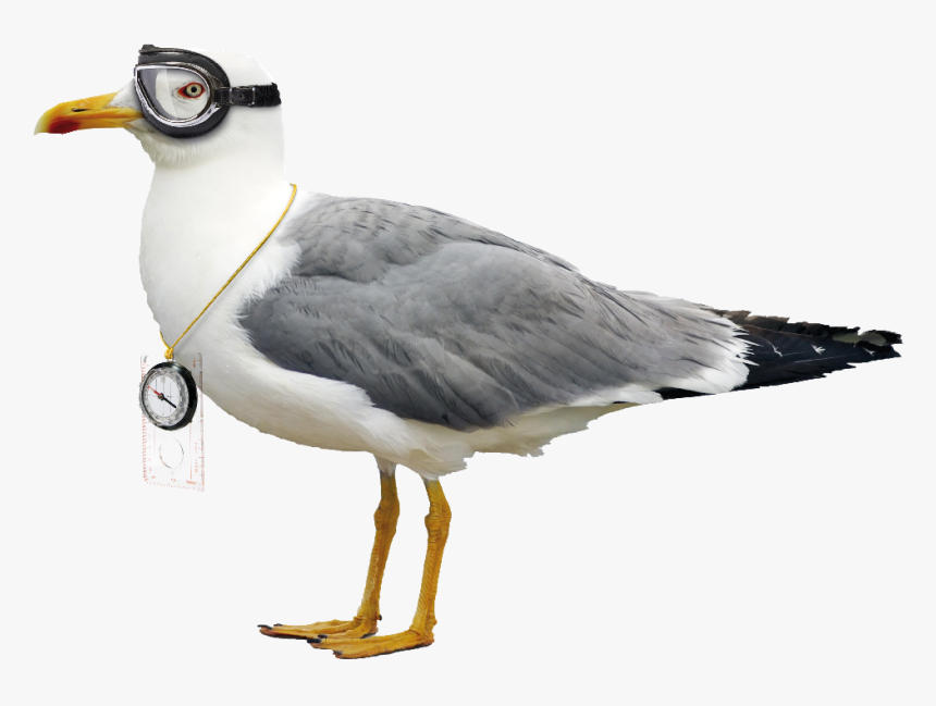 Difference Between Pigeon And Seagull, HD Png Download