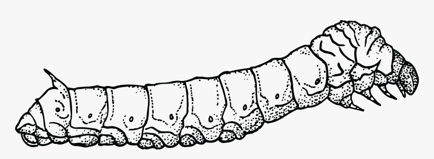 Black And White Caterpillar Png - Silkworm Black And White, Transparent Png