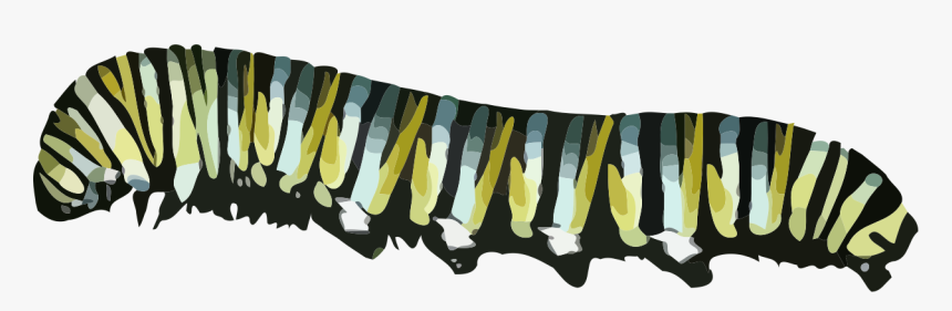 Caterpillar Png - Monarch Caterpillar Png, Transparent Png