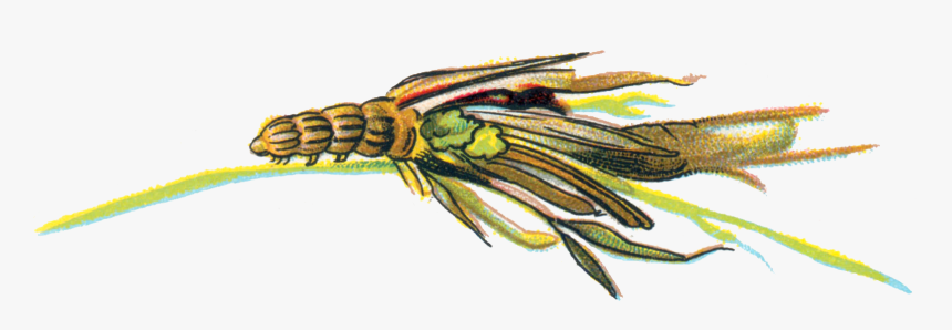 Psyche Unicolor Caterpillar - Illustration, HD Png Download