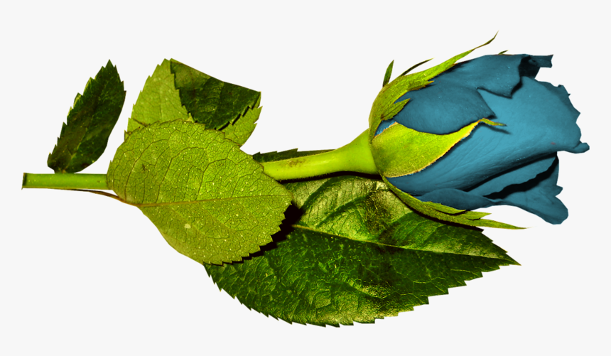 Plant Pathology, HD Png Download