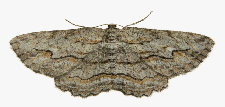 Moth Png Photo - Alsophila Pometaria, Transparent Png