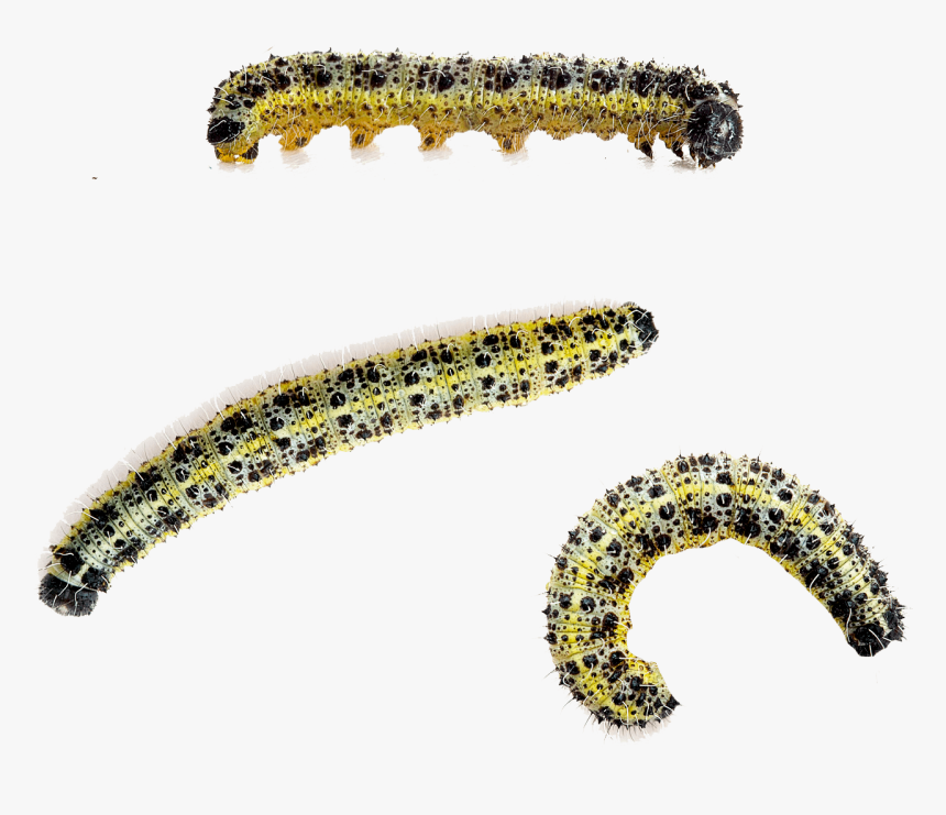 Caterpillar Large White Butterfly Beetle Cabbage White - Pieris Brassicae Caterpillar Png, Transparent Png