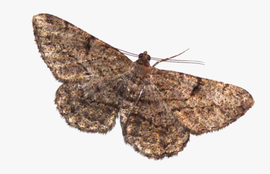 Moth Png Transparent Picture - Transparent Moth Png, Png Download