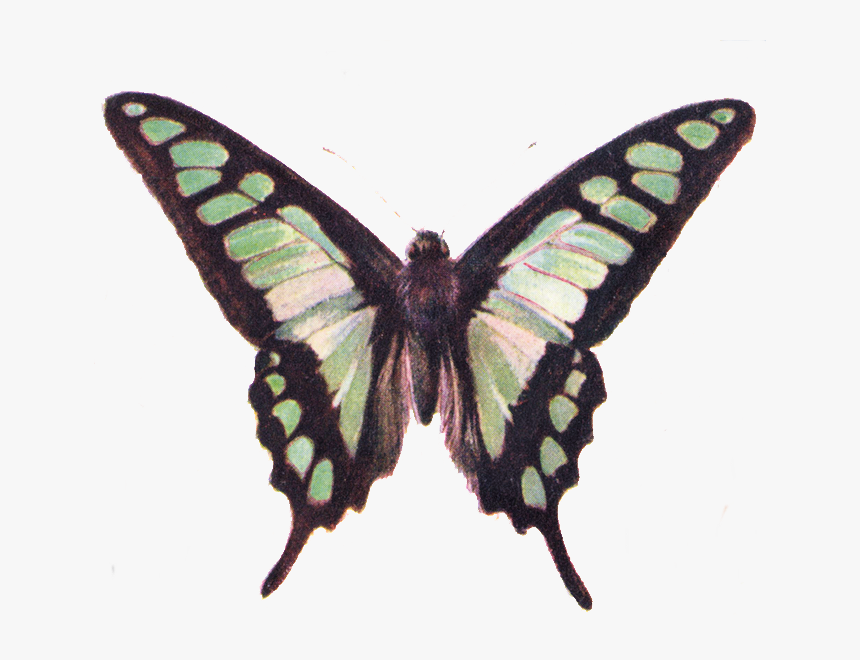 Free Clip Art Beautiful - Vintage Butterfly Clip Art, HD Png Download