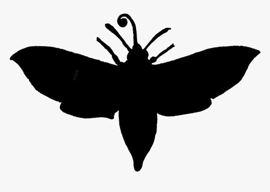 Colorful Moth Insect Png - Big Brown Bat Silhouette, Transparent Png