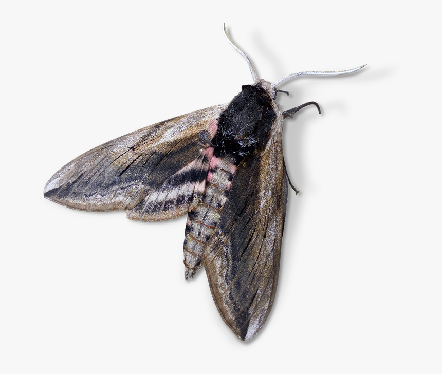 Moth, Night Butterfly, Agrius Convolvuli - Night Butterfly Png, Transparent Png