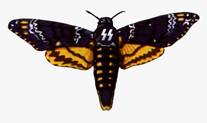 Deaths Head Moth Clipart Drawing - Death's Head Hawk Moth, HD Png Download