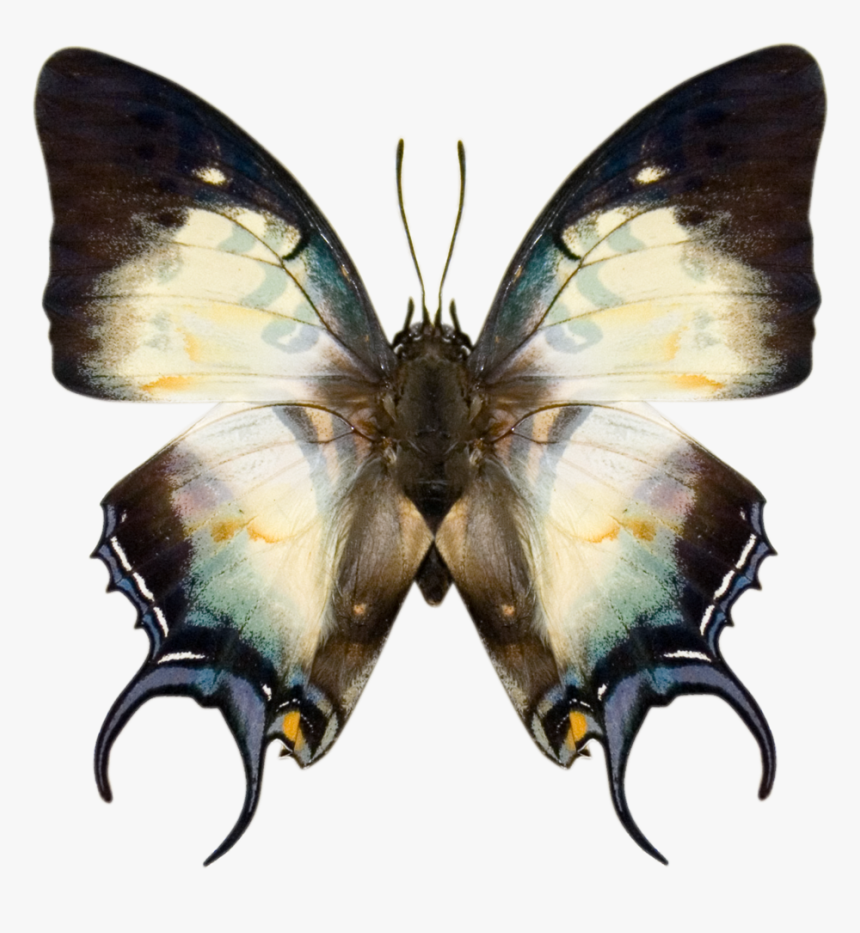 White And Black Moth, HD Png Download