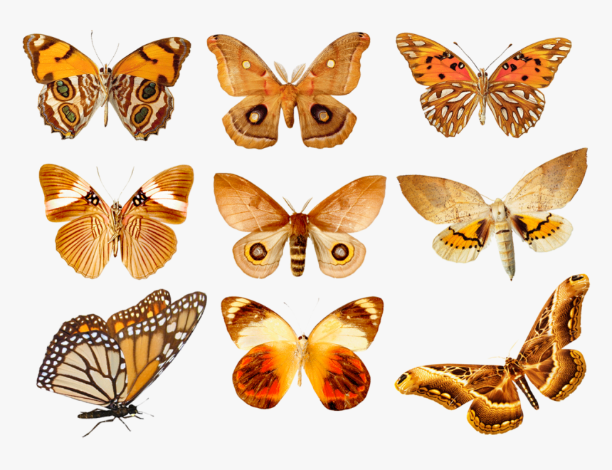 Butterfly Transparent, HD Png Download