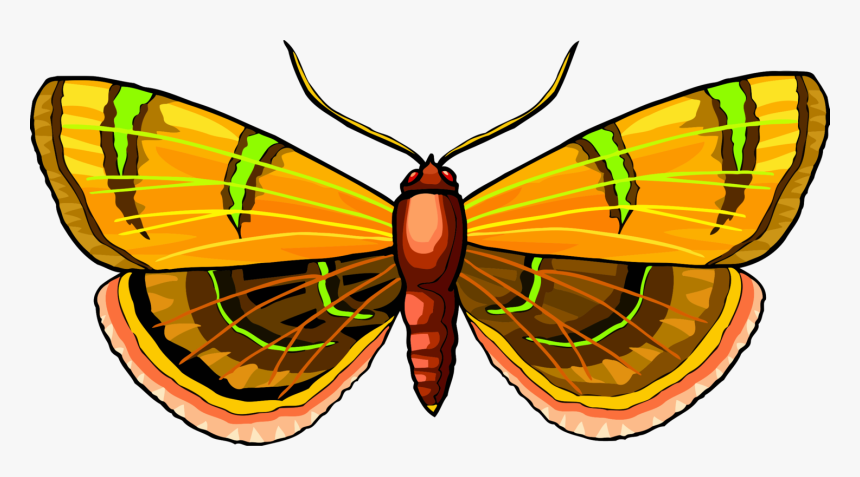 Butterfly,symmetry,moth - Brush-footed Butterfly, HD Png Download