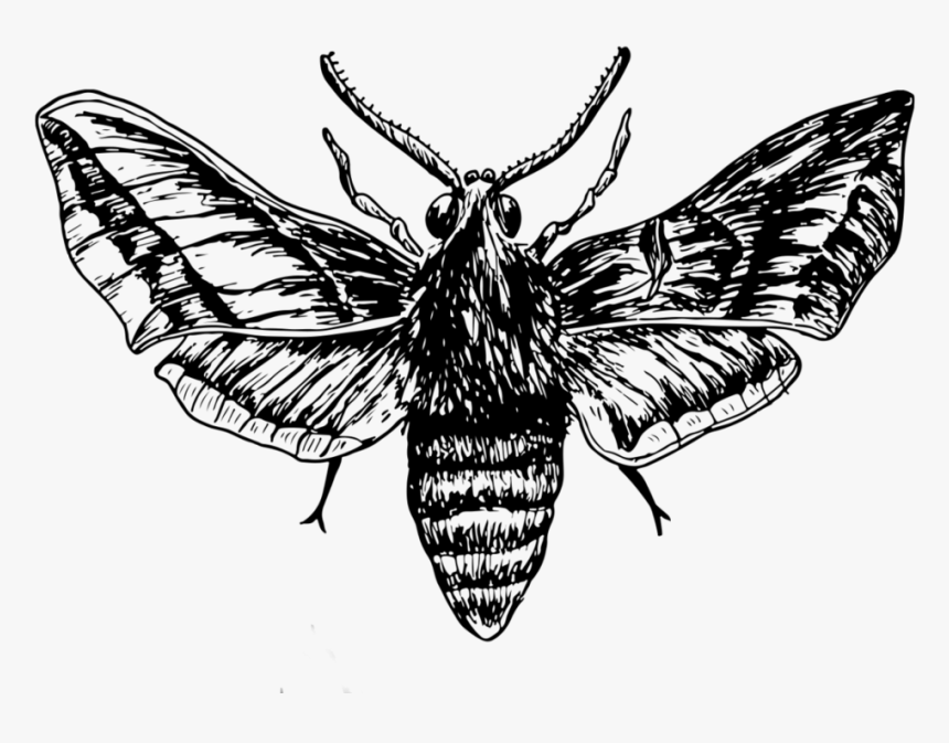 Drawing , Png Download - Moth Drawing Png, Transparent Png