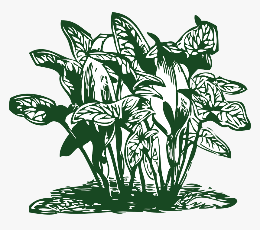 Plant Tropical Leaf Free Picture - Tropical Plant Clip Art, HD Png Download