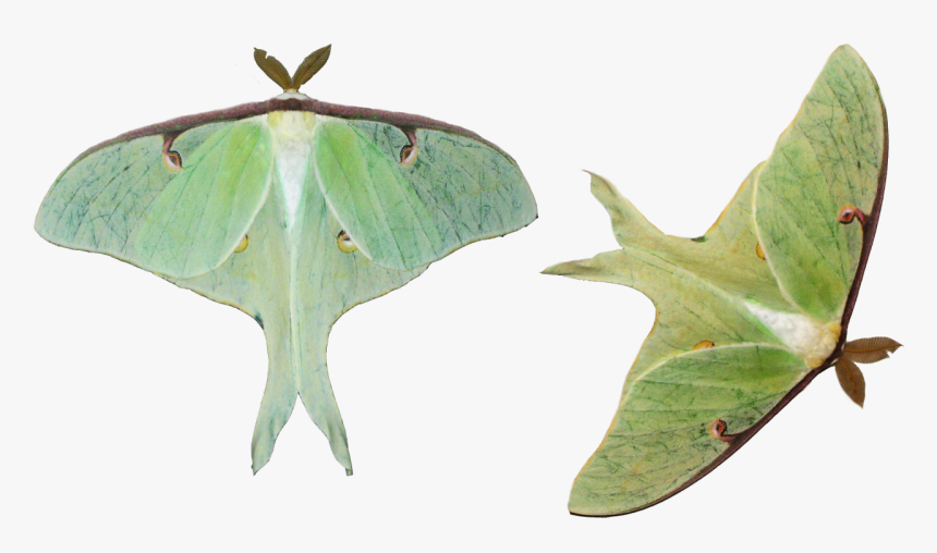 Luna Moth On White Background, HD Png Download