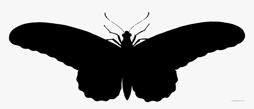 Black Moth Png , Transparent Cartoons - รูป ผีเสื้อ ขาว ดํา, Png Download