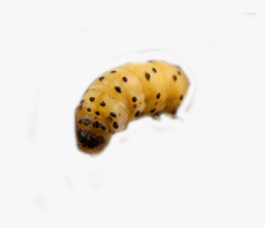 Woodworm Control And Woodworm Treatment By Swat Pest - Caterpillar, HD Png Download