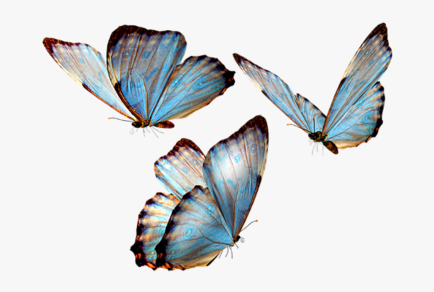 Glasswing Butterfly Brush-footed Butterflies Insect - Butterfly Png Transparent, Png Download