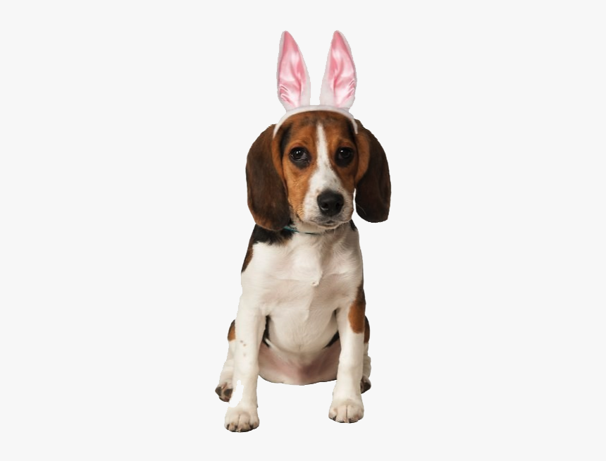 Dog, HD Png Download