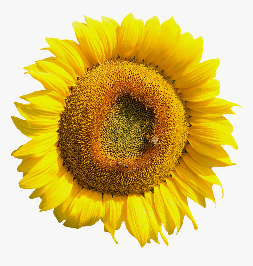 Yellow Sunflower Flower Png Image - Sunflower Tire Cover Back Up Camera, Transparent Png
