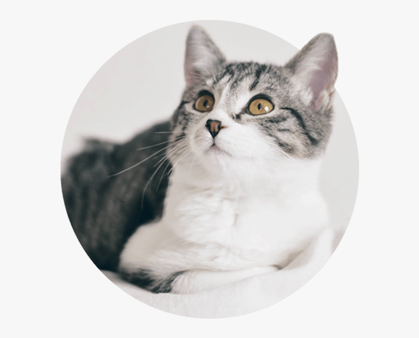 Domestic Short-haired Cat, HD Png Download