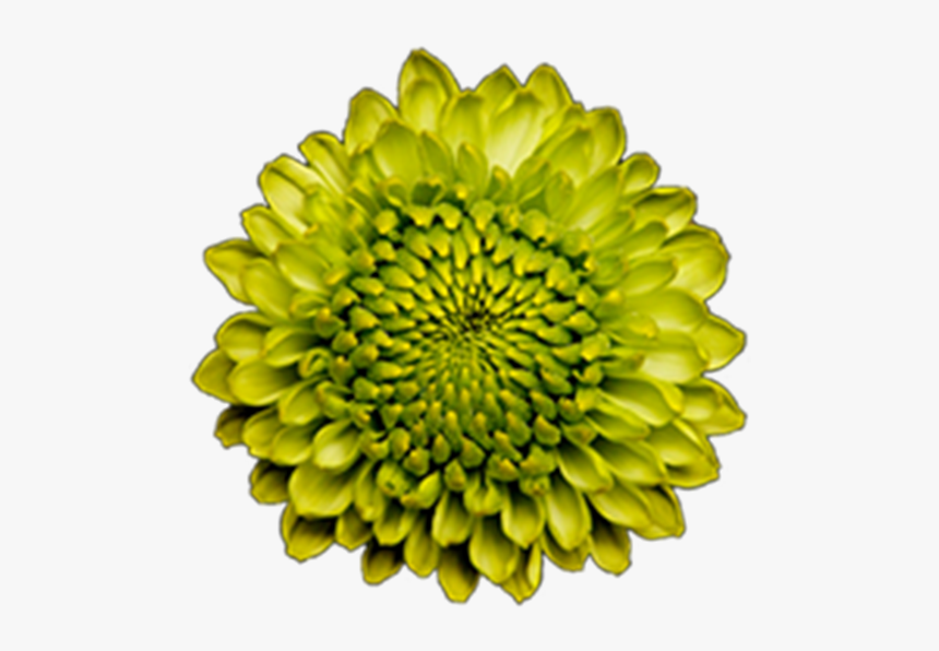 Click To Enlarge Image Green Button Forest Gump2 - Green Yellow Flower Png, Transparent Png