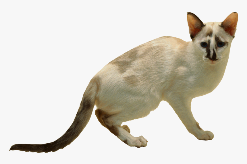 Cat Png - Siamese, Transparent Png