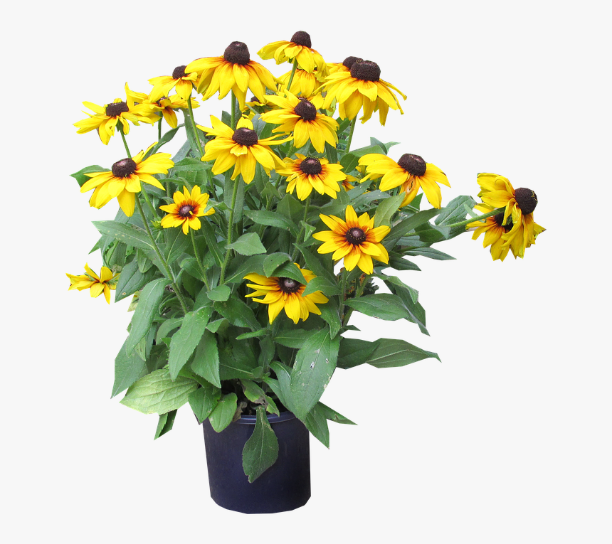 Yellow, Flowers, Cut, Out - Sunflower, HD Png Download
