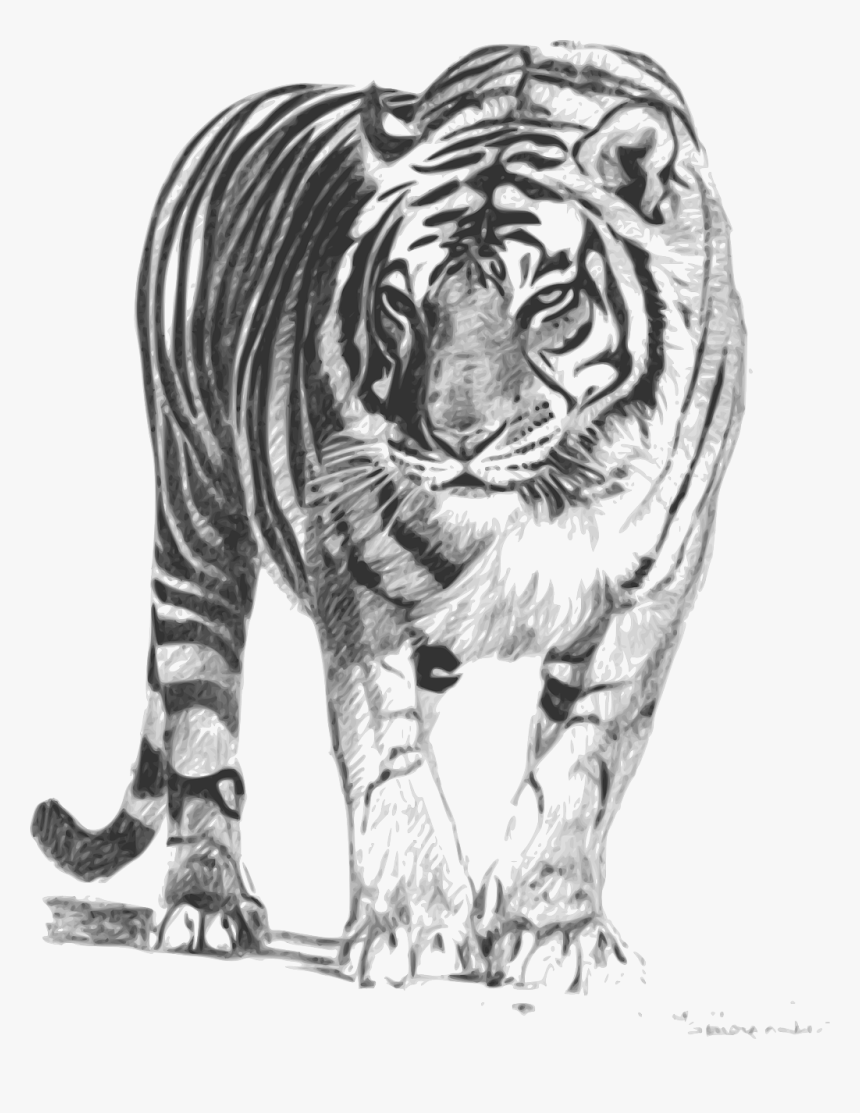 Royal Bengal Tiger Sketch, HD Png Download