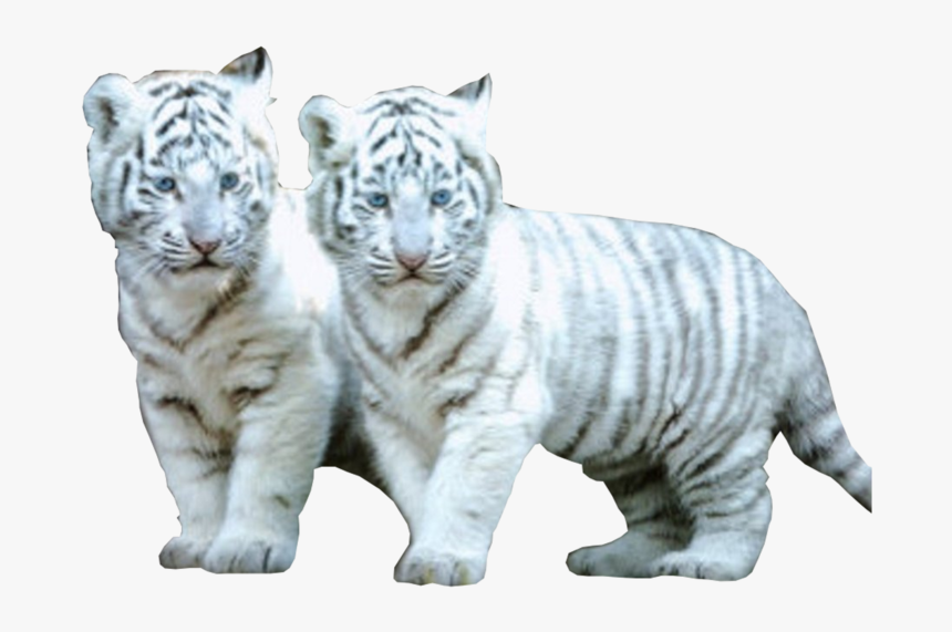 Baby White Tiger Gif, HD Png Download