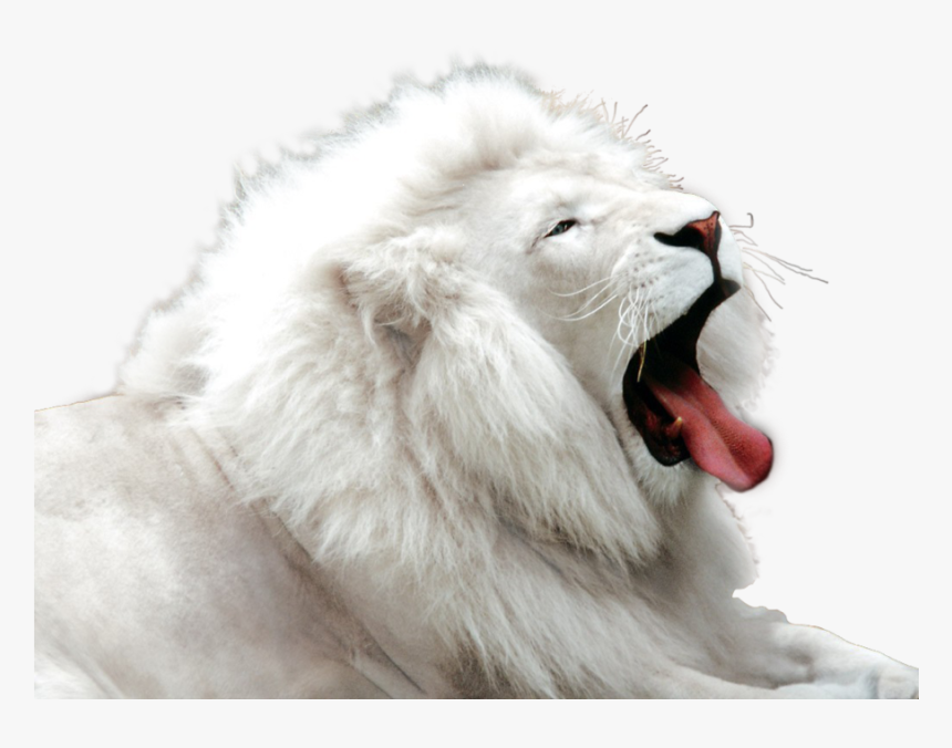White Tiger - White Tiger Png Hd, Transparent Png