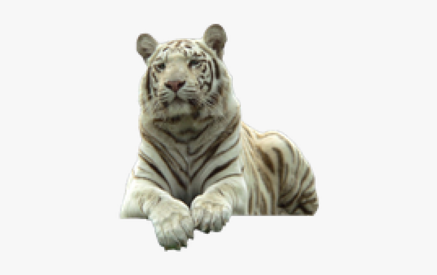 White Tiger Png Transparent Images - White Tiger Png, Png Download