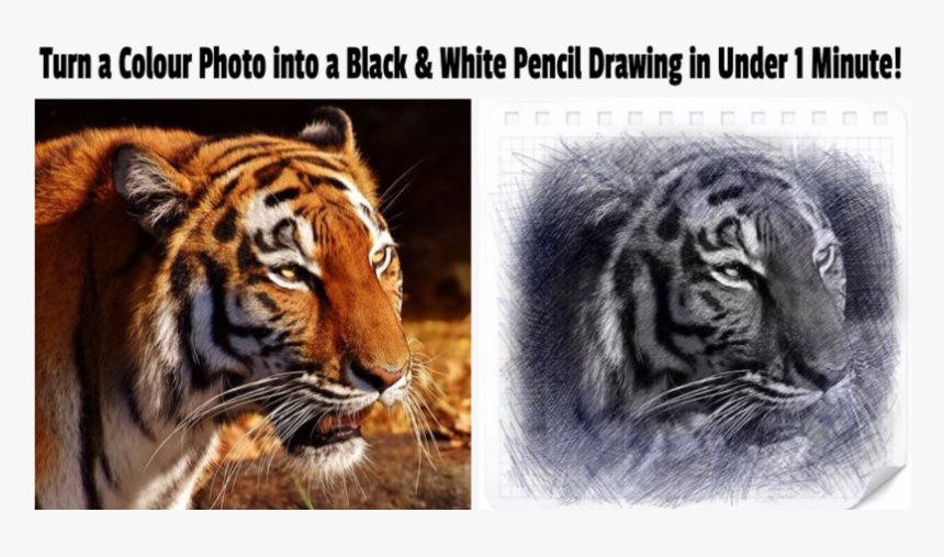 Colour Photo To Black White Pencil Drawing - Toute Les Animaux, HD Png Download