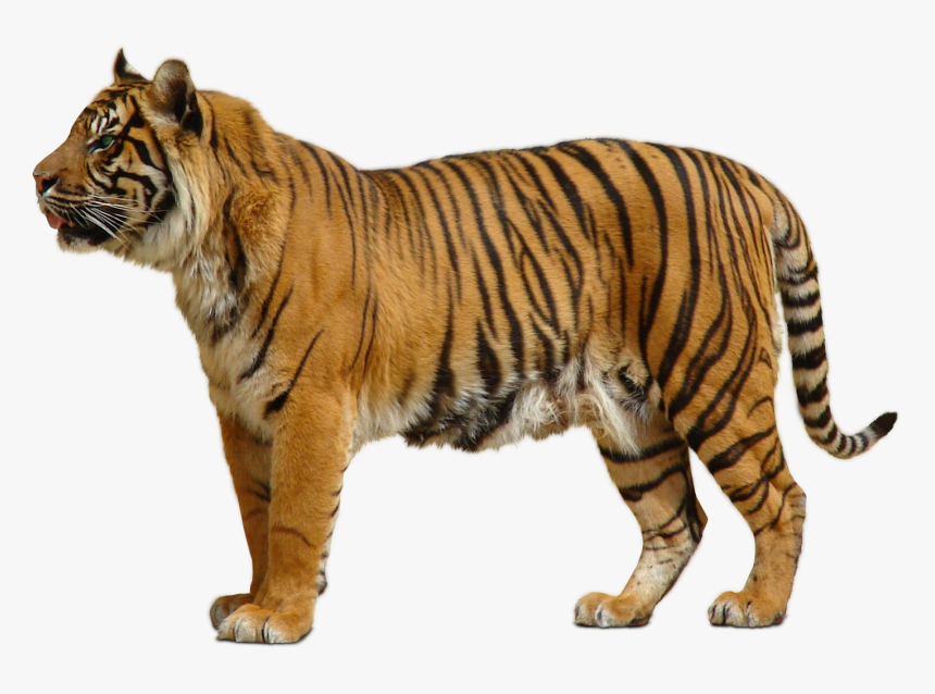White Tiger Png Transparent Images Png All - Tiger Transparent Background, Png Download