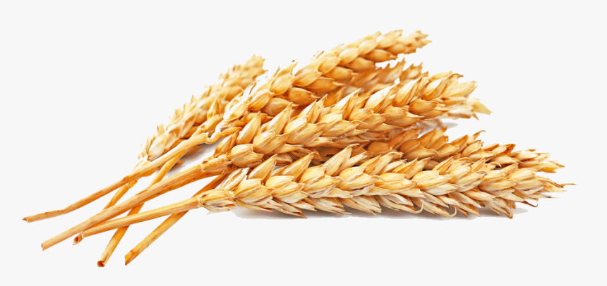 Golden Wheat Atta Flour Whole-wheat Seed Cereal Clipart, HD Png Download