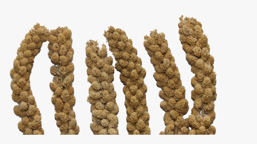 Millet, Spray, Bird Seed, Png, Natural, Cereal - Kasza Jaglana Z Czego, Transparent Png