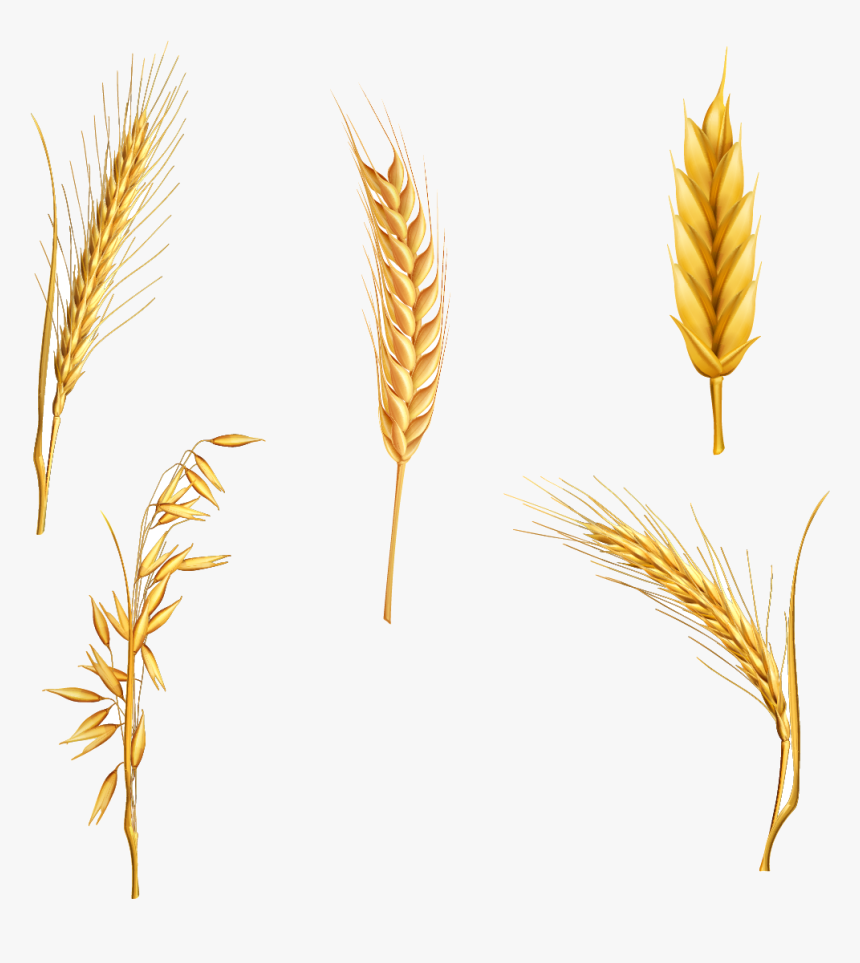Wheat Cereal Clipart Stalk For Free And Use Pictures - Wheat Clipart Free, HD Png Download