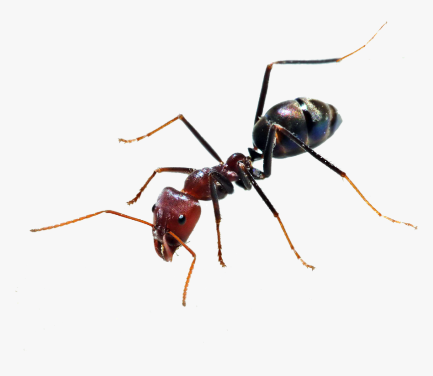 Ant Png - Transparent Background Ant Png, Png Download