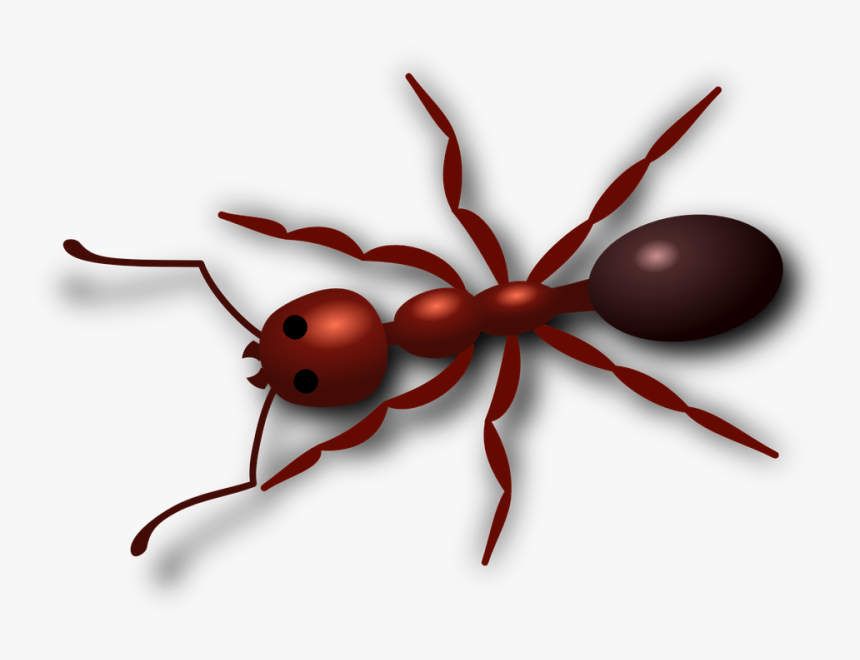Ant Png Hd - Free Ant Clip Art, Transparent Png