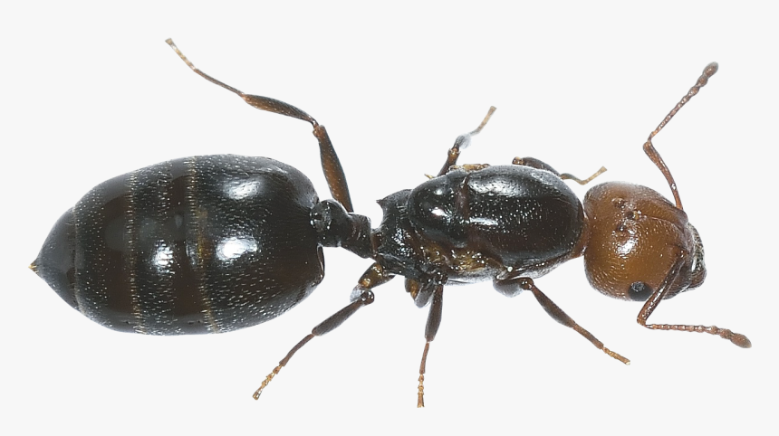 Pngpix - Ant Png, Transparent Png