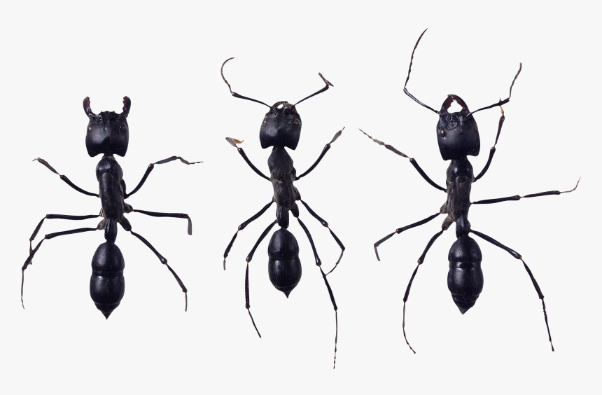 Ant Png Image - Ant, Transparent Png