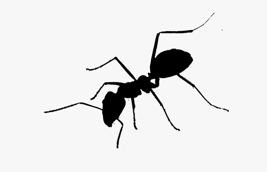 Black Ant Png Cartoon - Tangle-web Spider, Transparent Png