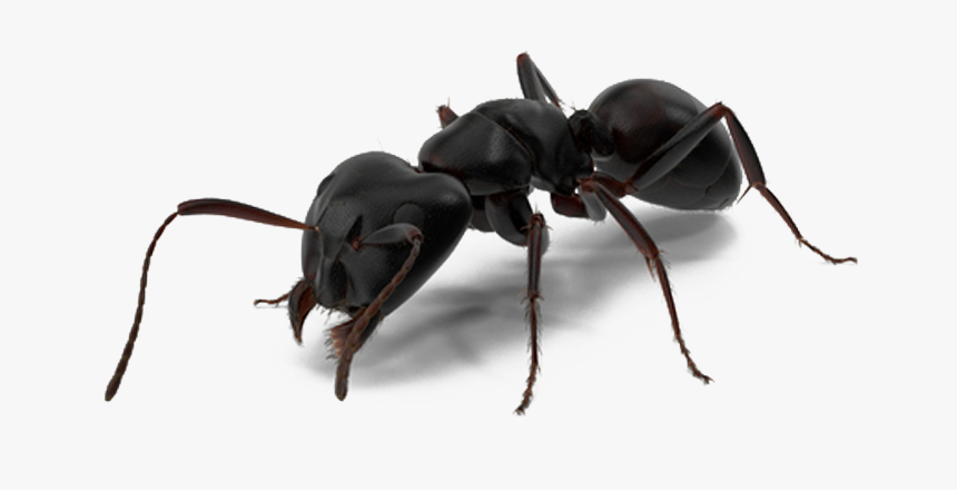 Ant Man Spider Man - Black Ant Png, Transparent Png