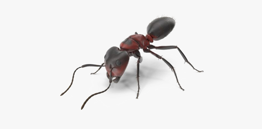 Ant Download Transparent Png Image - Tiger Beetle, Png Download