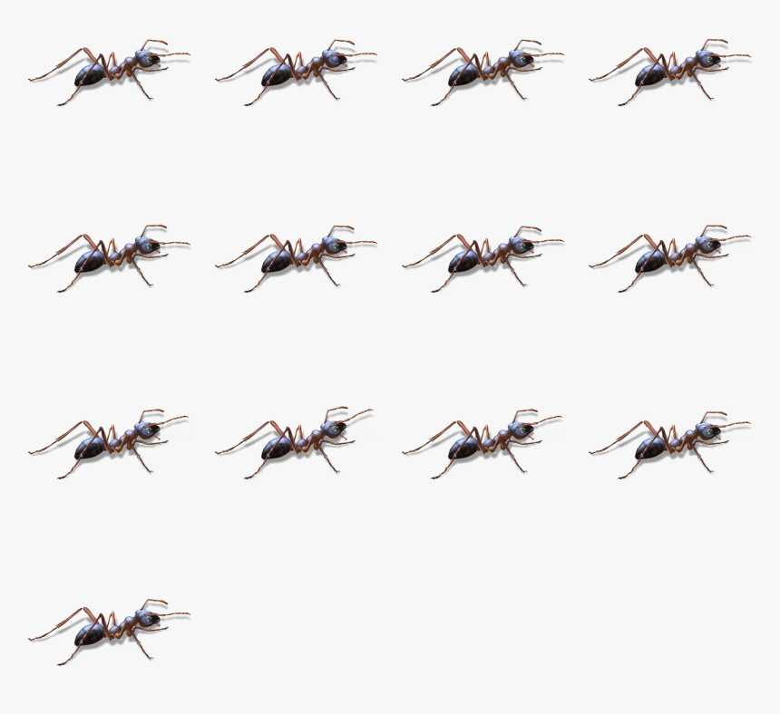 Flock, HD Png Download