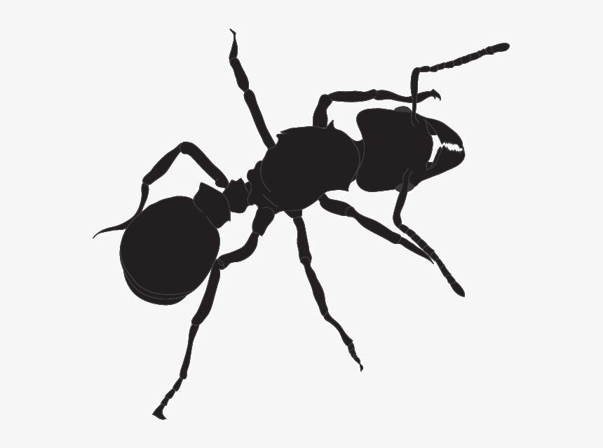 Alarm System Evolution Image - Ant Png Transparent Silhouette, Png Download