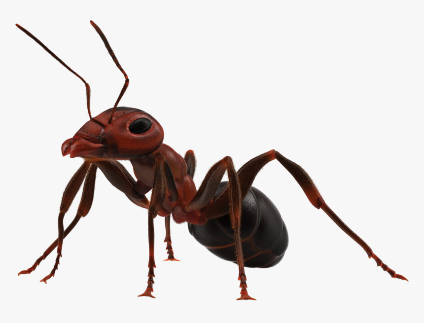 Ant Insects Quiz Brown Marmorated Stink Bug Trivia - Transparent Background Transparent Ants, HD Png Download