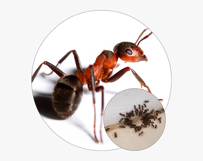 Big Red Ant, HD Png Download